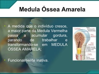 Medula Óssea Amarela A medida que o indivíduo cresce, a maior parte da Medula Vermelha passa a acumular gordura, parando de trabalhar e transformando-se em MEDULA ÓSSEA AMARELA; Funcionalmente inativa. 