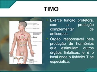 TIMO Exerce função protetora, com a produção complementar de anticorpos;  Órgão responsável pela produção de hormônios que estimulam outros órgãos linfáticos, e é o local onde o linfócito T se especializa. 