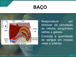 BAÇO Responsável por remover da circulação as células sangüíneas velhas e gastas; Controla a quantidade de sangue em nossas veias e artérias. 