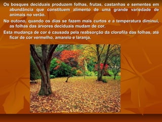 Os bosques deciduais produzem folhas, frutas, castanhas e sementes em
abundância que constituem alimento de uma grande variedade de
animais no verão.
No outono, quando os dias se fazem mais curtos e a temperatura diminui,
as folhas das árvores deciduais mudam de cor.
Esta mudança de cor é causada pela reabsorção da clorofila das folhas, até
ficar de cor vermelho, amarelo e laranja.

 
