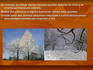 No inverno, as folhas mortas formam um leito debaixo da neve e as
árvores permanecem estéreis.
Muitos dos pássaros emigram buscando climas mais quentes.
Grande parte dos animais pequenos hibernam e outros desenvolvem
uma pelagem pesada para suportar o frio.

 