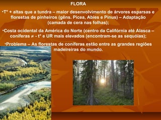 FLORA
•T° + altas que a tundra – maior desenvolvimento de árvores esparsas e
florestas de pinheiros (gêns. Picea, Abies e Pinus) – Adaptação
(camada de cera nas folhas);
•Costa ocidental da América do Norte (centro da Califórnia até Alasca –
coníferas ≠ - t° e UR mais elevados (encontram-se as sequóias);
•Problema – As florestas de coníferas estão entre as grandes regiões
madeireiras do mundo.

 