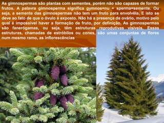 As gimnospermas são plantas com sementes, porém não são capazes de formar
frutos. A palavra gimnosperma significa gymnos=nu + sperma=semente. Ou
seja, a semente das gimnospermas não tem um fruto para envolvêla. E isto se
deve ao fato de que o óvulo é exposto. Não há a presença de ovário, motivo pelo
qual é impossível haver a formação de fruto, por definição. As gimnospermas
são fanerógamas, ou seja, têm estruturas reprodutivas visíveis. Essas
estruturas, chamadas de estróbilos ou cones, são umas conjuntas de flores
num mesmo ramo, as inflorescências

 