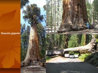 Sequóia gigante

 