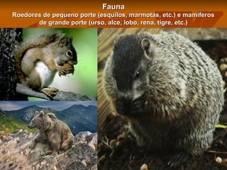 Fauna
Roedores de pequeno porte (esquilos, marmotas, etc.) e mamíferos
de grande porte (urso, alce, lobo, rena, tigre, etc.)

 