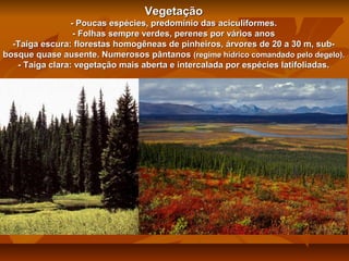 Vegetação
- Poucas espécies, predomínio das aciculiformes.
- Folhas sempre verdes, perenes por vários anos
-Taiga escura: florestas homogêneas de pinheiros, árvores de 20 a 30 m, subbosque quase ausente. Numerosos pântanos (regime hídrico comandado pelo degelo).
- Taiga clara: vegetação mais aberta e intercalada por espécies latifoliadas.

 