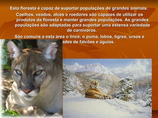 Esta floresta é capaz de suportar populações de grandes animais.
Coelhos, veados, alces e roedores são capazes de utilizar os
produtos da floresta e manter grandes populações. As grandes
populações são adaptadas para suportar uma extensa variedade
de carnívoros.
São comuns a esta área o lince, o puma, lobos, tigres, ursos e
variedades de falcões e águias.

 