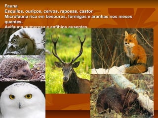 Fauna
Esquilos, ouriços, cervos, raposas, castor
Microfauna rica em besouros, formigas e aranhas nos meses
quentes.
Avifauna numerosa e anfíbios ausentes.

 