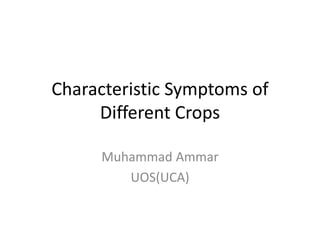 Characteristic Symptoms of
Different Crops
Muhammad Ammar
UOS(UCA)
 