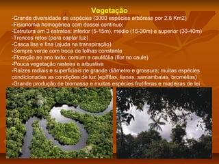 Vegetação
-Grande diversidade de espécies (3000 espécies arbóreas por 2,6 Km2)
-Fisionomia homogênea com dossel contínuo;
-Estrutura em 3 estratos: inferior (5-15m), médio (15-30m) e superior (30-40m)
-Troncos retos (para captar luz)
-Casca lisa e fina (ajuda na transpiração)
-Sempre verde com troca de folhas constante
-Floração ao ano todo; comum a caulifólia (flor no caule)
-Pouca vegetação rasteira e arbustiva
-Raízes radiais e superficiais de grande diâmetro e grossura; muitas espécies
condicionadas as condições de luz (epífitas, lianas, samambaias, bromélias)
-Grande produção de biomassa e muitas espécies frutíferas e madeiras de lei

 