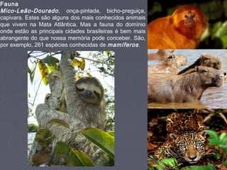 Fauna
Mico-Leão-Dourado , onça-pintada, bicho-preguiça,
capivara. Estes são alguns dos mais conhecidos animais
que vivem na Mata Atlântica. Mas a fauna do domínio
onde estão as principais cidades brasileiras é bem mais
abrangente do que nossa memória pode conceber. São,
por exemplo, 261 espécies conhecidas de mamíferos .

 