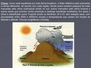 Clima: Como está espalhada por todo litoral brasileiro, a Mata Atlântica está submetida
a climas diferentes, de acordo com cada região. Sendo assim existem pedaços da mata
marcadas pelo clima subtropical úmido no sul; outros marcados pelo clima tropical e
outros ainda que ocorrem muito próximas à caatinga semiárida nordestina. Em geral o
clima e classificado como Tropical úmido ou litorâneo, Af e Cf, sem estação seca, com
pluviosidade entre 2000 e 4000mm anuais e temperaturas que variam em função da
latitude e altitude. Chuvas orográficas e frontais.

 
