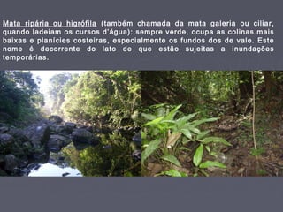 Mata ripária ou higrófila (também chamada da mata galeria ou ciliar,
quando ladeiam os cursos d’água): sempre verde, ocupa as colinas mais
baixas e planícies costeiras, especialmente os fundos dos de vale. Este
nome é decorrente do lato de que estão sujeitas a inundações
temporárias.

 