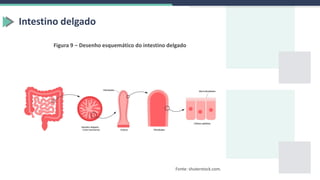 Intestino delgado
Figura 9 – Desenho esquemático do intestino delgado
Fonte: shuterstock.com.
 