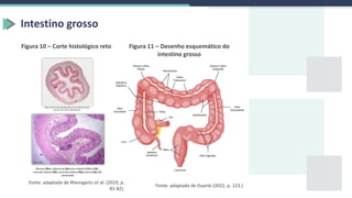 Intestino grosso
Figura 11 – Desenho esquemático do
intestino grosso
Fonte: adaptada de Duarte (2022, p. 123.)
Figura 10 – Corte histológico reto
Fonte: adaptada de Rheingantz et al. (2019, p.
81-82).
 