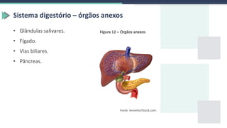 Sistema digestório – órgãos anexos
• Glândulas salivares.
• Fígado.
• Vias biliares.
• Pâncreas.
Figura 12 – Órgãos anexos
Fonte: leonello/iStock.com.
 