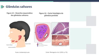 Glândulas salivares
Figura 13 – Desenho esquemático
das glândulas salivares
Figura 14 – Corte histológico da
glândula parótida
Fonte: Rheingantz et al. (2019, p. 55).
Fonte: shutterstock.com.
 