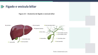 Fígado e vesícula biliar
Figura 15 – Anatomia do fígado e vesícula biliar
Fonte: shutterstock.com.
 