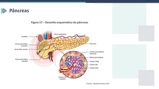 Pâncreas
Figura 17 – Desenho esquemático do pâncreas
Fonte: shutterstock.com.
 