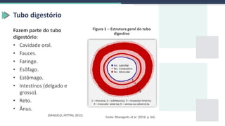 Tubo digestório
Fazem parte do tubo
digestório:
• Cavidade oral.
• Fauces.
• Faringe.
• Esôfago.
• Estômago.
• Intestinos (delgado e
grosso).
• Reto.
• Ânus.
(DANGELO; FATTINI, 2011)
Figura 1 – Estrutura geral do tubo
digestivo
Fonte: Rheingantz et al. (2019, p. 64).
 