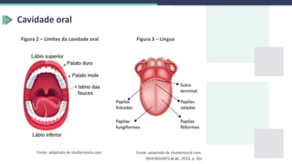 Cavidade oral
Fonte: adaptada de shutterstock.com.
Figura 2 – Limites da cavidade oral Figura 3 – Língua
(RHEINGANTZ et al., 2019, p. 45)
Fonte: adaptada de shutterstock.com.
 