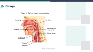 Faringe
Figura 4 – Faringe e suas comunicações
Fonte: shutterstock.com.
 