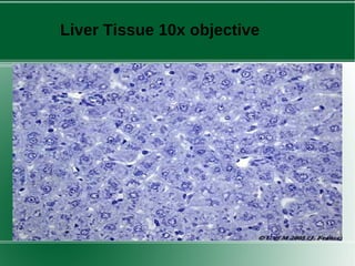 Liver Tissue 10x objective 