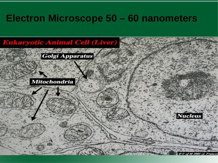 experiment to look at onion cells Look at the onion cells at low, medium, and high power observations: draw and label what you see low (4x) medium (10x) high (40x) onion skin lab:. experiment to look at onion cells Look at the onion cells at low, medium, and high power observations: draw and label what you see low (4x) medium (10x) high (40x) onion skin lab:.