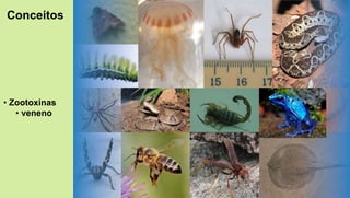 • Zootoxinas
• veneno
Conceitos
 