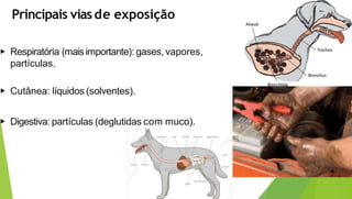 Principais viasde exposição
▶ Respiratória (mais importante): gases, vapores,
partículas.
▶ Cutânea: líquidos (solventes).
▶ Digestiva: partículas (deglutidas com muco).
 