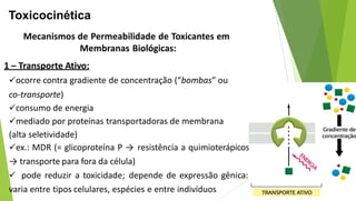Toxicocinética
Mecanismos de Permeabilidade de Toxicantes em
Membranas Biológicas:
1 – Transporte Ativo:
ocorre contra gradiente de concentração (“bombas” ou
co-transporte)
consumo de energia
mediado por proteínas transportadoras de membrana
(alta seletividade)
ex.: MDR (= glicoproteína P → resistência a quimioterápicos
→ transporte para fora da célula)
 pode reduzir a toxicidade; depende de expressão gênica:
varia entre tipos celulares, espécies e entre indivíduos
 