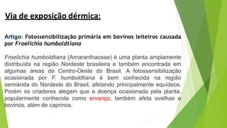 Artigo: Fotossensibilização primária em bovinos leiteiros causada
por Froelichia humboldtiana
Froelichia humboldtiana (Amaranthaceae) é uma planta amplamente
distribuída na região Nordeste brasileira e também encontrada em
algumas áreas do Centro-Oeste do Brasil. A fotossensibilização
ocasionada por F. humboldtiana é bem conhecida na região
semiárida do Nordeste do Brasil, afetando principalmente equídeos.
Porém os criadores alegam que a doença ocasionada pela planta,
popularmente conhecida como ervanço, também afeta ovelhas e
bovinos, além de caprinos.
Via de exposição dérmica:
 