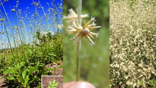 Via de exposição
dérmica:
 