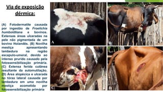 Via de exposição
dérmica:
(A) Fotodermatite causada
por ingestão de Froelichia
humboldtiana e bovinos.
Extensas áreas ulceradas na
pele não pigmentada de um
bovino Holandês. (B) Novilha
mestiça apresentando
lambedura na região
escapulo-umeral, devido ao
intenso prurido causado pela
fotossensibilização primária.
(C) Extensa ferida cutânea
resultante da automutilação.
(D) Área alopécica e ulcerada
no tórax lateral causada por
lambedura em uma novilha
mestiça acometida por
fotossensibilização primária
 