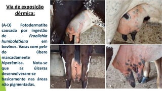 (A-D) Fotodermatite
causada por ingestão
de Froelichia
humboldtiana em
bovinos. Vacas com pele
do úbere
marcadamente
hiperêmica. Nota-se
que as úlceras
desenvolveram-se
basicamente nas áreas
não pigmentadas.
Via de exposição
dérmica:
 