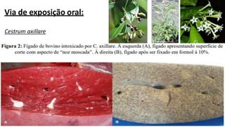 Via de exposição oral:
Cestrum axillare
 