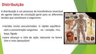 Distribuição
A distribuição é um processo de transferência reversível
do agente tóxico da circulação geral para os diferentes
tecidos que constituem o organismo.
tecidos muito vascularizados → rápido equilíbrio
com a concentração sanguínea ex.: coração, rins,
baço, fígado
para alcançar o sítio de ação: toxicante na forma
livre e mais lipossolúvel
 