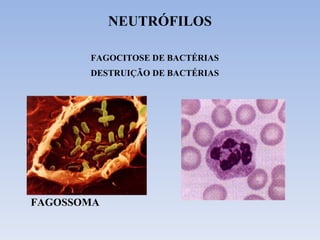 NEUTRÓFILOS FAGOCITOSE DE BACTÉRIAS DESTRUIÇÃO DE BACTÉRIAS FAGOSSOMA 