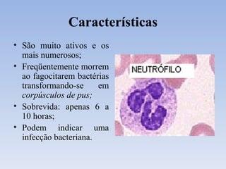 Características São muito ativos e os mais numerosos; Freqüentemente morrem ao fagocitarem bactérias transformando-se em  corpúsculos de pus; Sobrevida: apenas 6 a 10 horas; Podem indicar uma infecção bacteriana. 