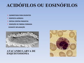 ACIDÓFILOS OU EOSINÓFILOS QUIMIOTAXIA PARA EXUDATOS RESPOSTA ALÉRGICA DEFESA CONTRA PARASITAS REMOÇÃO DE FIBRINA FORMADA DURANTE INFLAMAÇÃO ATACANDO LARVA DE ESQUISTOSSOMA 