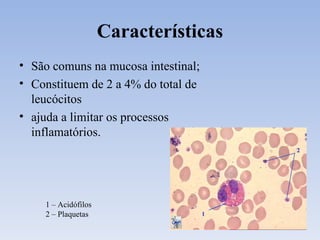 Características São comuns na mucosa intestinal; Constituem de 2 a 4% do total de leucócitos ajuda a limitar os processos inflamatórios. 1 – Acidófilos 2 – Plaquetas  
