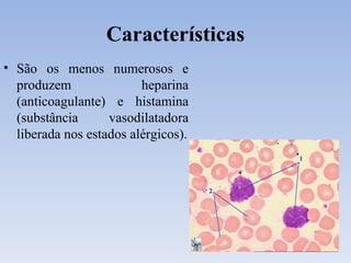 Características São os menos numerosos e produzem heparina (anticoagulante) e histamina (substância vasodilatadora liberada nos estados alérgicos). 