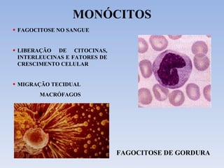 MONÓCITOS FAGOCITOSE NO SANGUE  LIBERAÇÃO DE CITOCINAS, INTERLEUCINAS E FATORES DE CRESCIMENTO CELULAR MIGRAÇÃO TECIDUAL  MACRÓFAGOS FAGOCITOSE DE GORDURA 