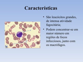 Características  São leucócitos grandes, de intensa atividade fagocitária; Podem concentrar-se em maior número em regiões de focos infecciosos, junto com os macrófagos. 