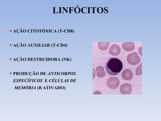 LINFÓCITOS AÇÃO CITOTÓXICA (T-CD8) AÇÃO AUXILIAR (T-CD4) AÇÃO DESTRUIDORA (NK) PRODUÇÃO DE  ANTICORPOS ESPECÍFICOS   E  CÉLULAS DE MEMÓRIA  (B ATIVADO) 