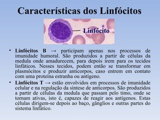 Características dos Linfócitos Linfócitos B ->  participam apenas nos processos de imunidade humoral. São produzidos a partir de células da medula onde amadurecem, para depois irem para os tecidos linfáticos. Nesses tecidos, podem então se transformar em plasmócitos e produzir anticorpos, caso entrem em contato com uma proteína estranha ou antígeno. Linfócitos T ->  estão envolvidos em processos de imunidade celular e na regulação da síntese de anticorpos. São produzidos a partir de células da medula que passam pelo timo, onde se tornam ativas, isto é, capazes de reagir aos antígenos. Estas células dirigem-se depois ao baço, gânglios e outras partes do sistema linfático. 