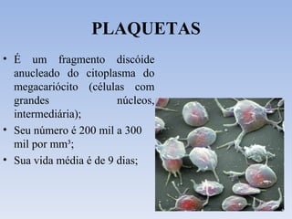 PLAQUETAS É um fragmento discóide anucleado do citoplasma do megacariócito (células com grandes núcleos, intermediária); Seu número é 200 mil a 300 mil por mm³; Sua vida média é de 9 dias; 