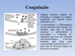 Coagulação   Alguns minutos depois de formado, o coágulo se contrai, expelindo um líquido claro, chamado  soro; A protombina e o fibrinogênio são produzidos pelo fígado. No entanto, para que o fígado produza a protombina é necessário a vitamina K, chamada, por isso, de vitamina anti-hemorrágica. Convém também que haja uma concentração mínima de Ca++, para que as diversas etapas do processo ocorram. 