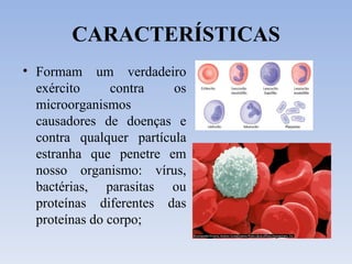 CARACTERÍSTICAS Formam um verdadeiro exército contra os microorganismos causadores de doenças e contra qualquer partícula estranha que penetre em nosso organismo: vírus, bactérias, parasitas ou proteínas diferentes das proteínas do corpo; 