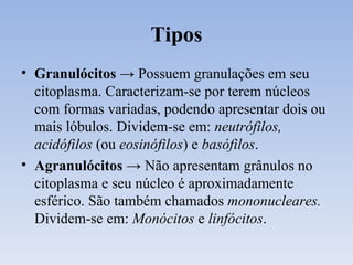 Tipos Granulócitos ->  Possuem granulações em seu citoplasma. Caracterizam-se por terem núcleos com formas variadas, podendo apresentar dois ou mais lóbulos. Dividem-se em:  neutrófilos, acidófilos  (ou  eosinófilos ) e  basófilos . Agranulócitos ->  Não apresentam grânulos no citoplasma e seu núcleo é aproximadamente esférico. São também chamados  mononucleares.  Dividem-se em:  Monócitos  e  linfócitos . 